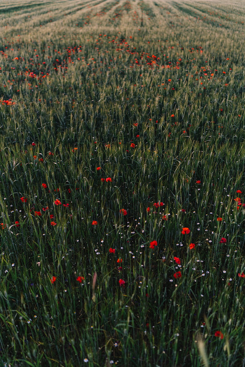 poppies, flowers, field, grass, HD phone wallpaper