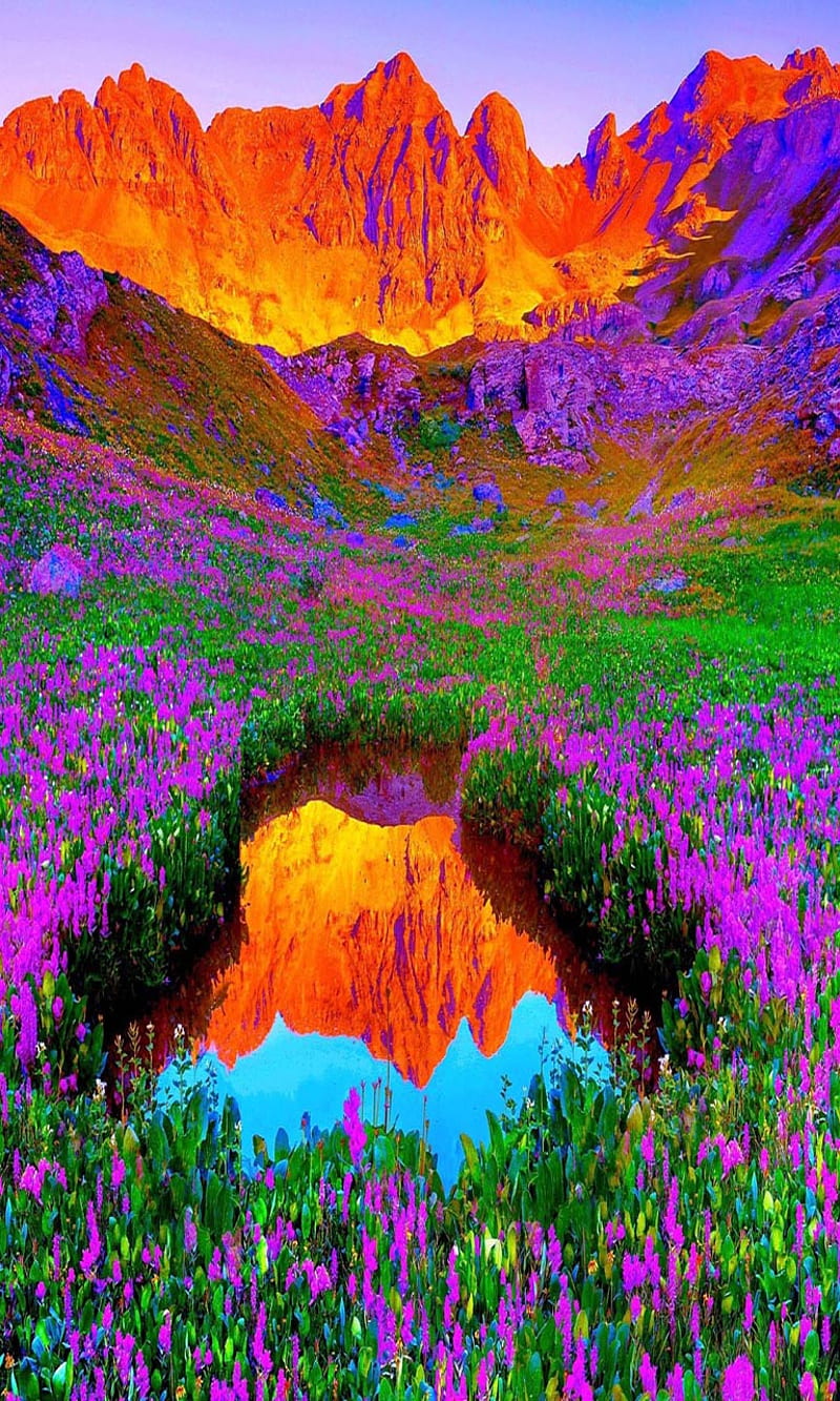 Colors of nature, bonito, cute, look, nice, HD phone wallpaper