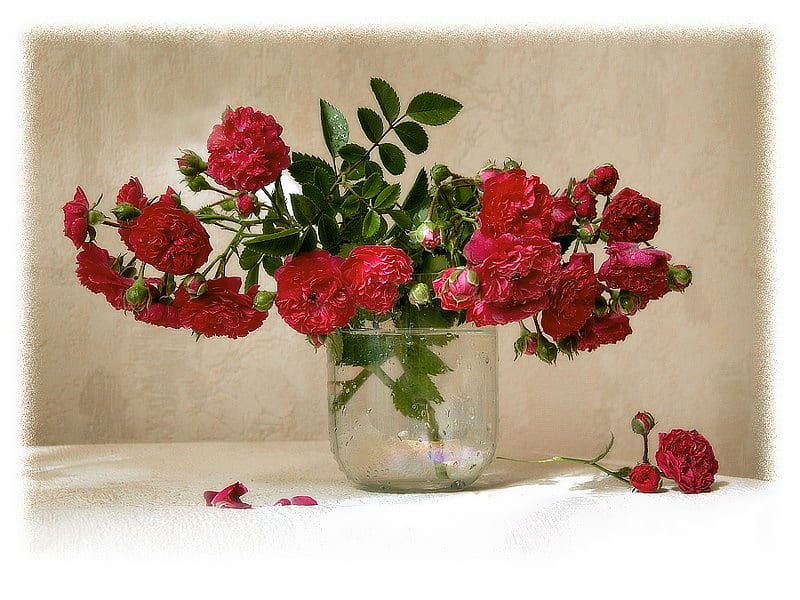 Lovely reds, red, water, still, flowers, vase, petals, peonies, HD wallpaper