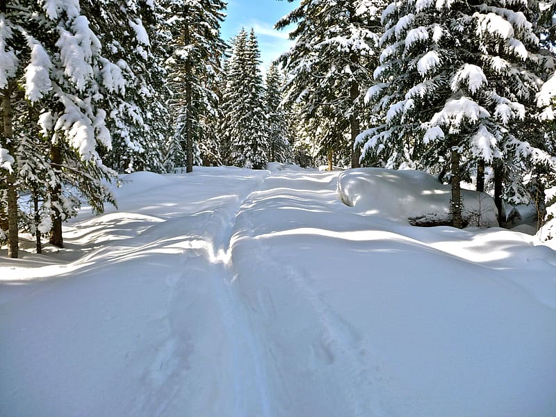 Snow, trees, winter, trail, sunlight, HD wallpaper | Peakpx