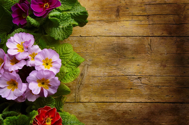 Spring background, colorful, pretty, lovely, primrose, background, flowers, bonito, spring, HD wallpaper