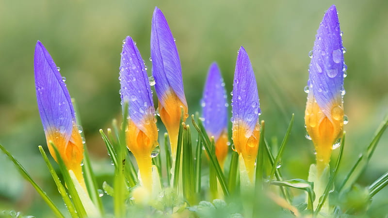 Purple Crocus Flowers With Water Drops Spring Background Spring, HD wallpaper