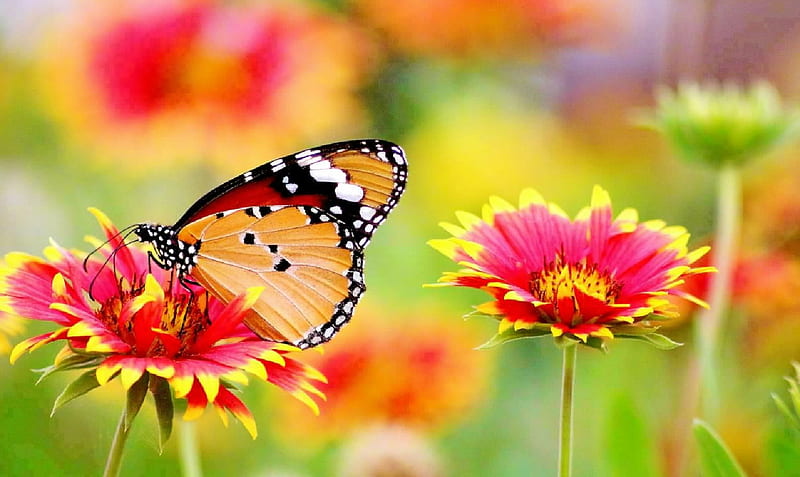 Butterflie, Zoology, Insects, Animals, Entomology, Flowers, HD wallpaper