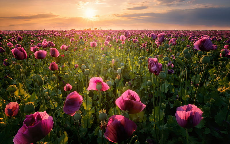 pink poppies, evening, sunset, wildflowers, purple poppies, beautiful flowers, field with flowers, HD wallpaper