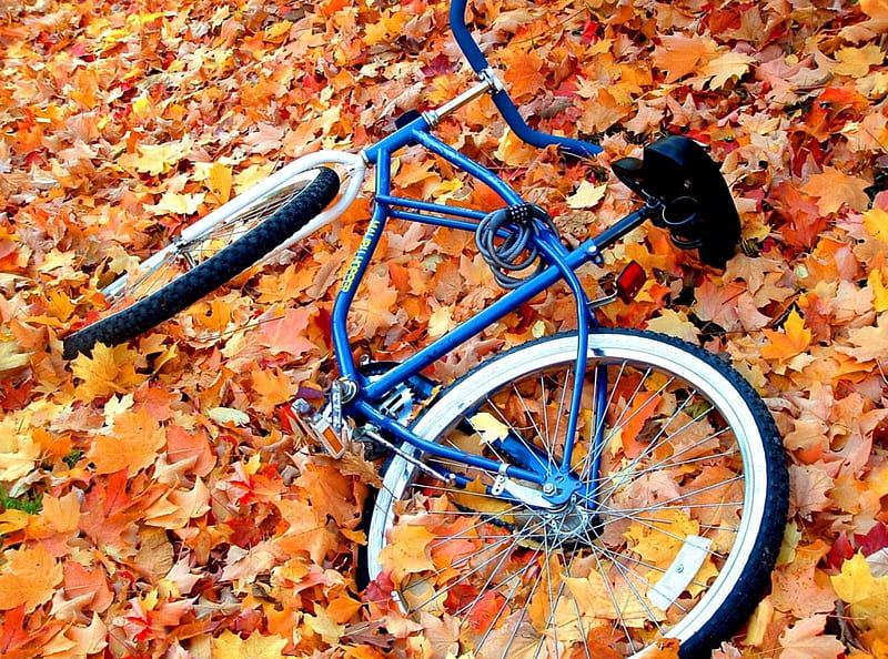Autumn, red, yellow, color, bike, blue, leaf, HD wallpaper