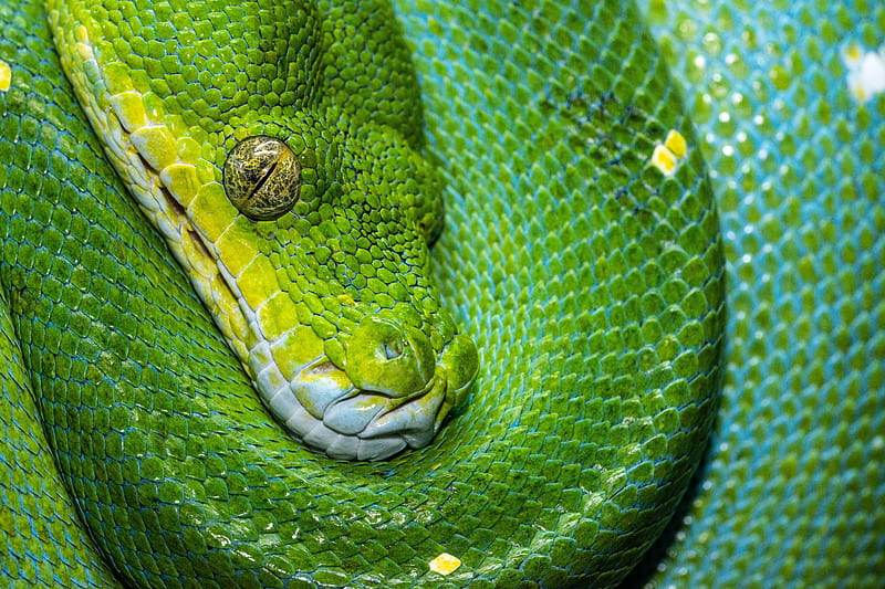 snake, scales, green, reptile, HD wallpaper