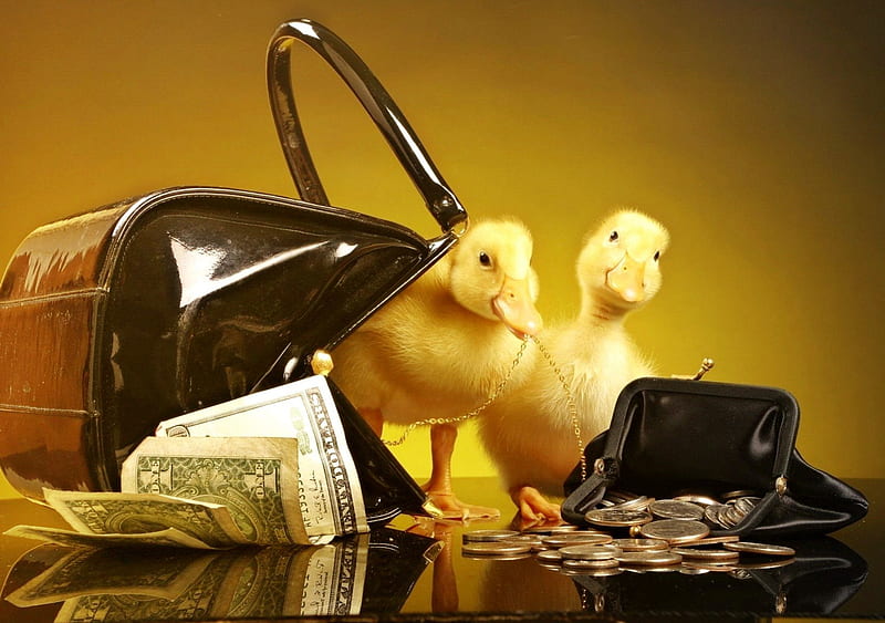 Money counters, money, fluffy, bag, richness, purse, yellow, duck, dollars, funny, reflection, businessmen, friends, animals, HD wallpaper