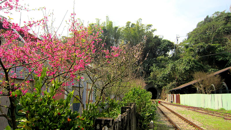 Railway, sightseeing, sakura, obsolete, HD wallpaper
