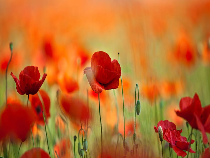 Welcome Spring, Field, Spring, Red, Poppies, HD wallpaper