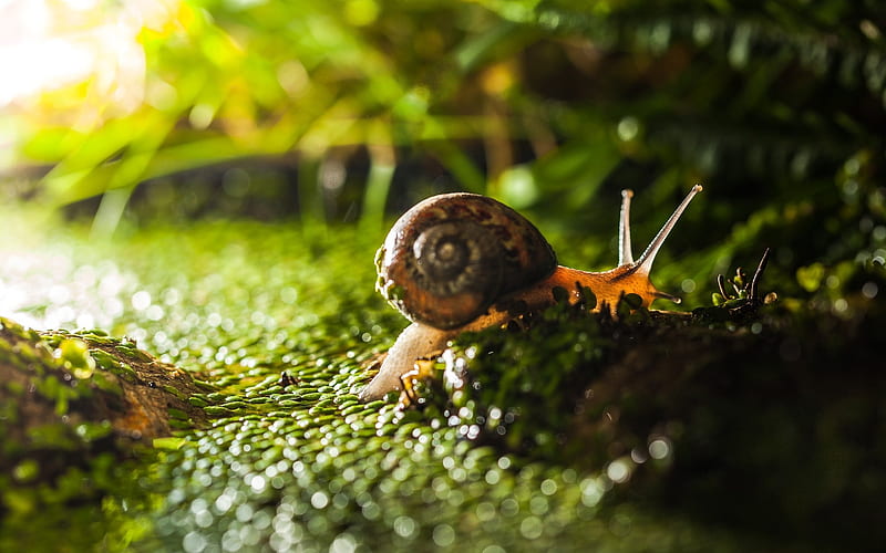 tiny snail on green grass-, HD wallpaper