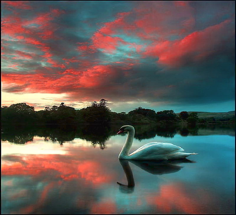 Swan at dusk, calm water, shoreline, reflections, clouds, swan swimming, blue and coral sky, HD wallpaper