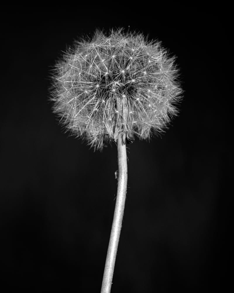 dandelion, flower, fluff, macro, black and white, HD phone wallpaper