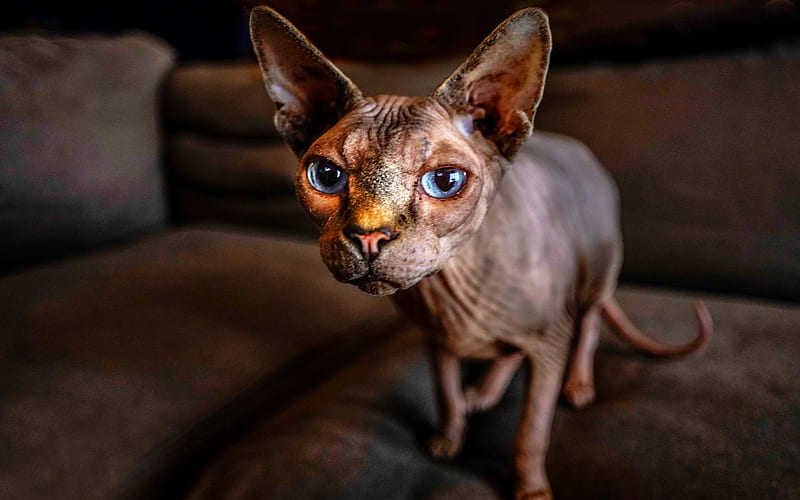 Sphynx cat, brown cat, house cat, hairless cat, pets, cats, HD wallpaper