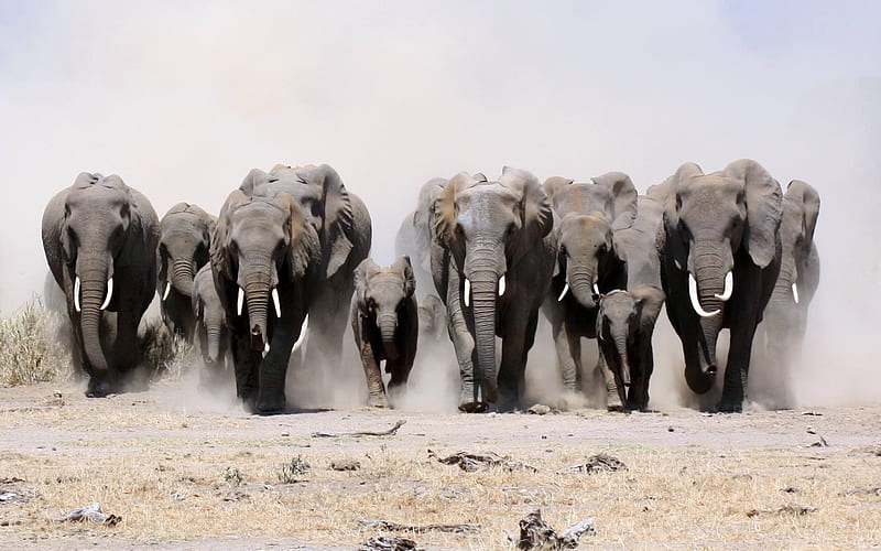 elephants, running elephants, africa, elephant family, clone, HD wallpaper