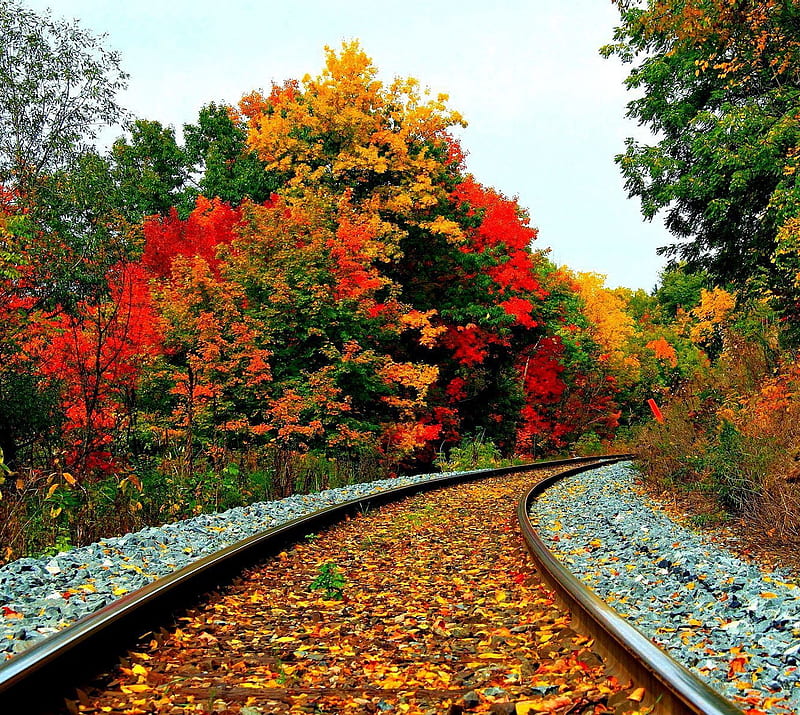 railroad tracks, autumn, forest, train, tree, HD wallpaper