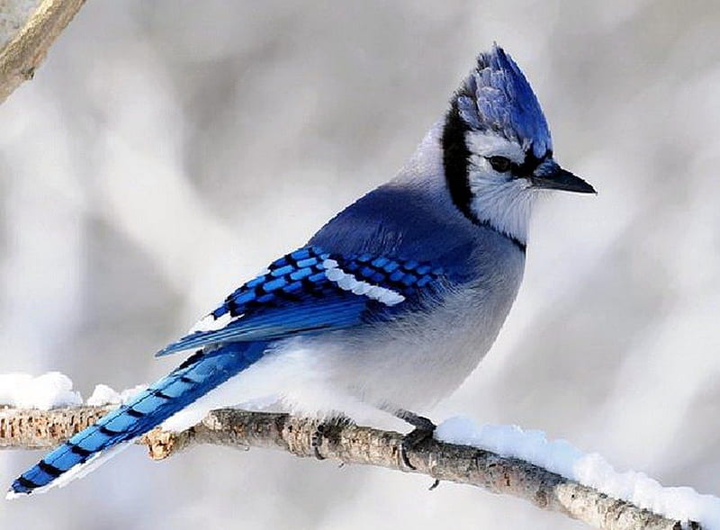 Jay, bird, snow, Blue jay, branch, winter, HD wallpaper