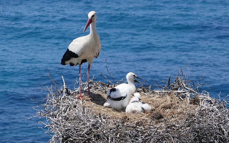 Storks in Algarve, Portugal, storks, nest, ocean, Portugal, birds, HD wallpaper