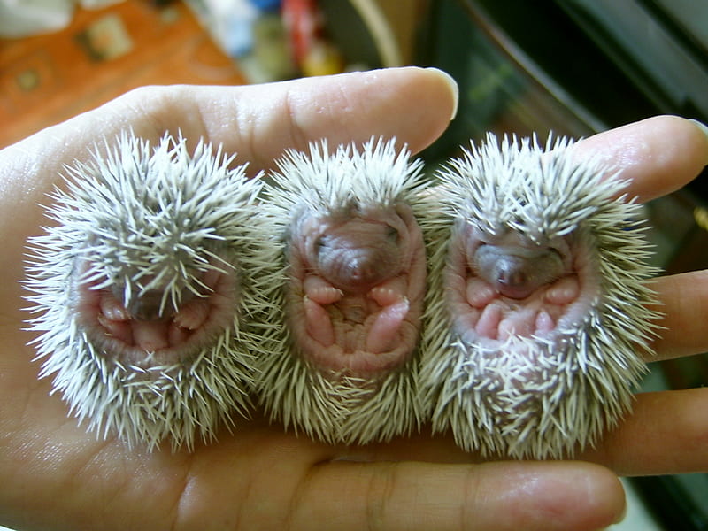 Three Sweet Baby Hedgehog, little, hedgehog, babys, 3, animal, sweet, HD wallpaper