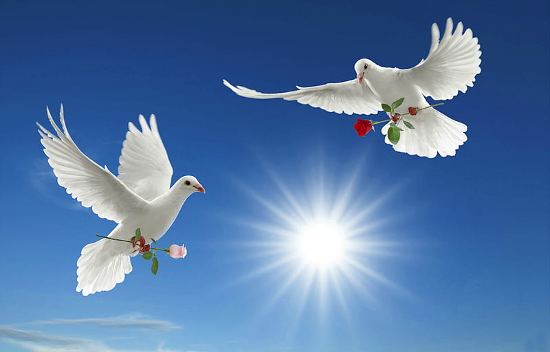 Amor y paz ~ entrega especial, belleza, naturaleza, palomas, flores, Fondo  de pantalla HD | Peakpx