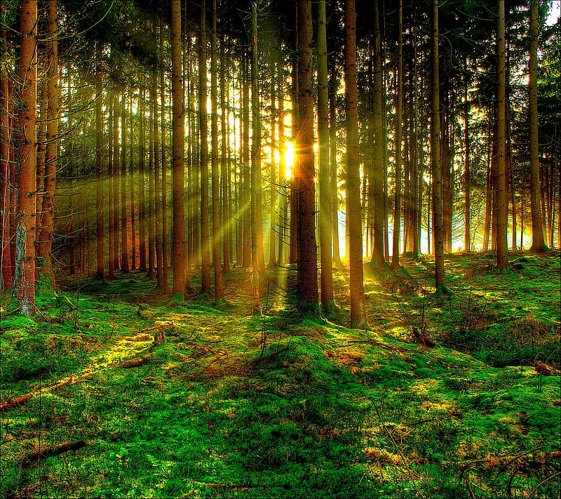 Forest, sun, HD wallpaper | Peakpx