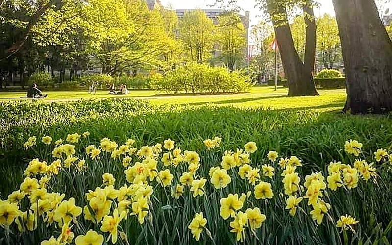 Spring in Riga, Latvia, Latvia, park, Riga, daffodils, spring, HD wallpaper
