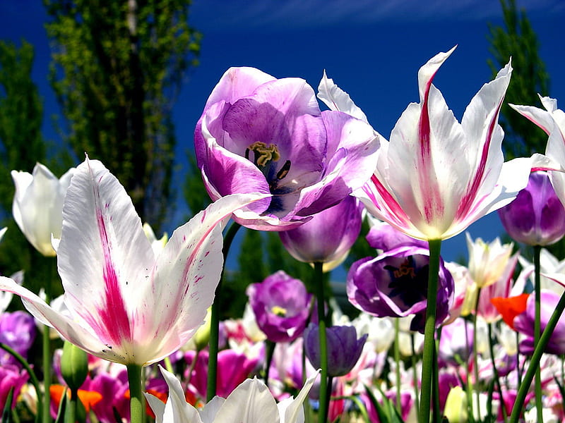 SPRING FLOWER GARDEN, flowers, bonito, gorgeous, scene, HD wallpaper |  Peakpx