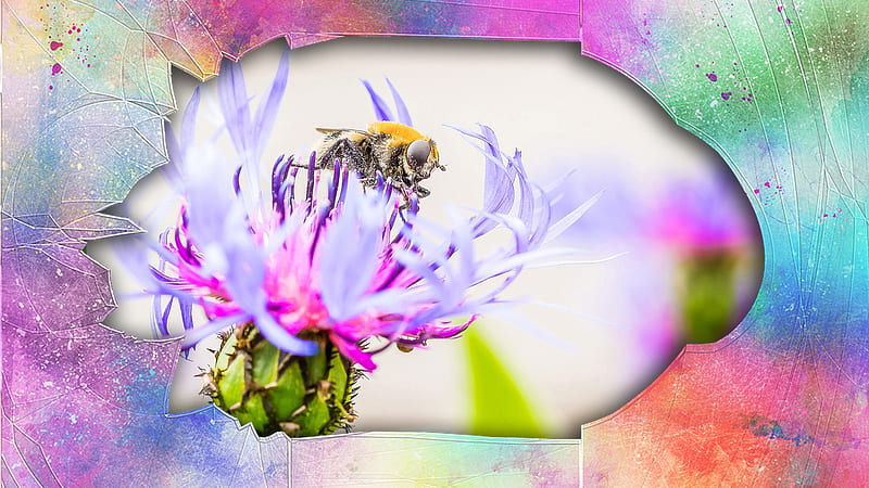 Cactus Bloom, bee, blossom, bloom, flower, colors, framed, cactus, HD wallpaper
