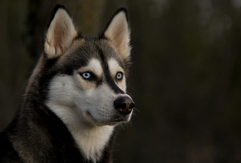 Husky, loyal, animal, dog, HD wallpaper