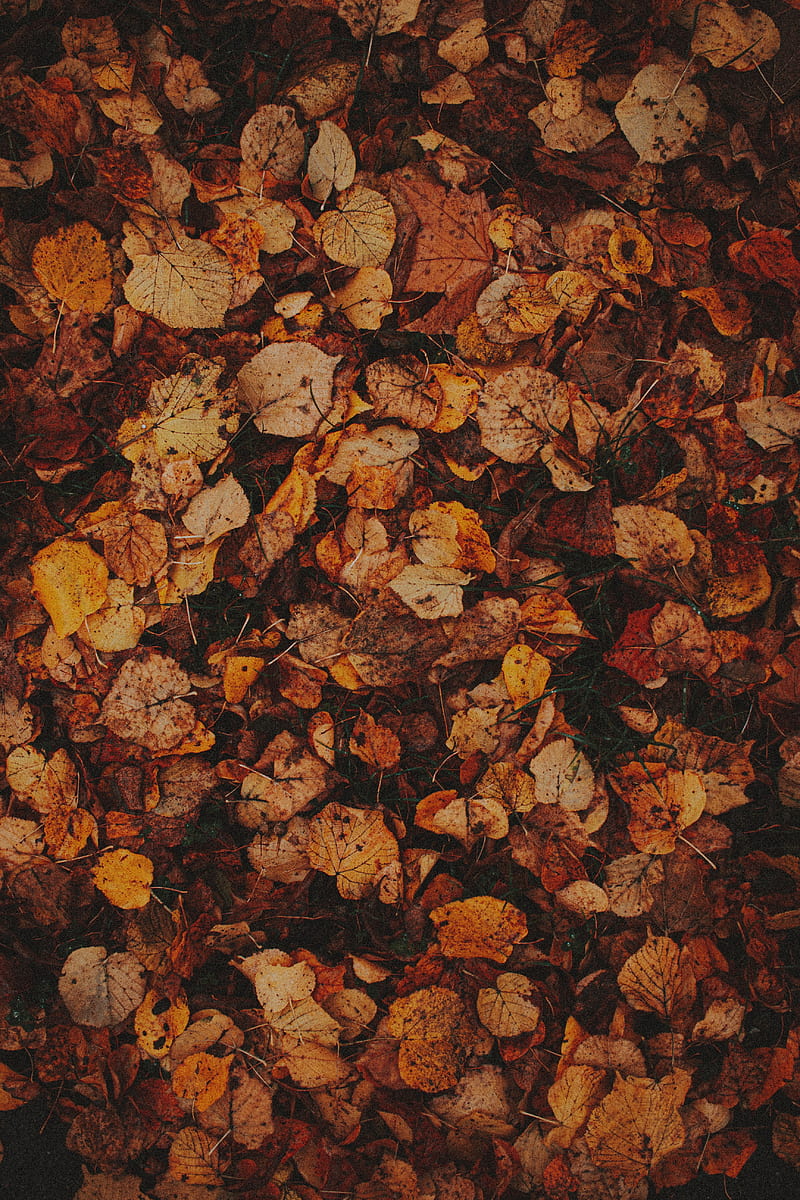 leaves, grass, autumn, brown, dry, HD phone wallpaper