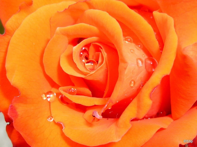 A amazing orange rose., rose, orange, water drops, soft, petals, delicate, HD wallpaper