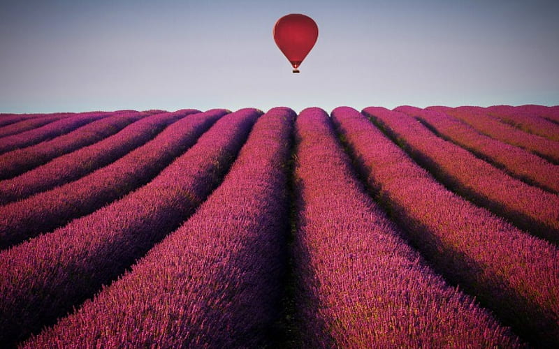 Balloon for Purple-Haze over Lavenders, wonderful, high definition, lavender, clouds, nice, multicolor, shadows, flowers, , black, strips, sky, cool, purple, awesome, violet, field, perfume, red, colorful, gray, bonito, pink, blue, amazing, perfum, plantation, magenta, colors, agriculture, made man, plants, balloons, lines, nature, meadow, natural, parfum, HD wallpaper