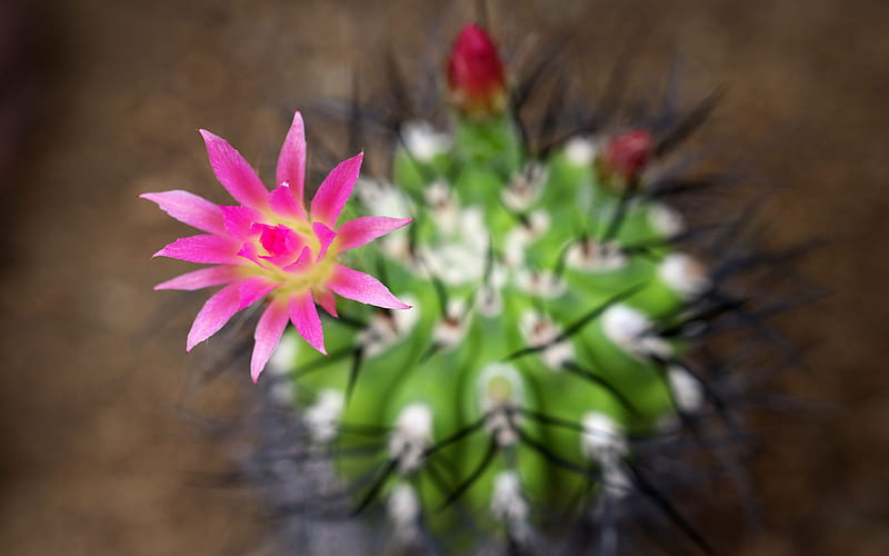 Mexican cacti-Plant, HD wallpaper