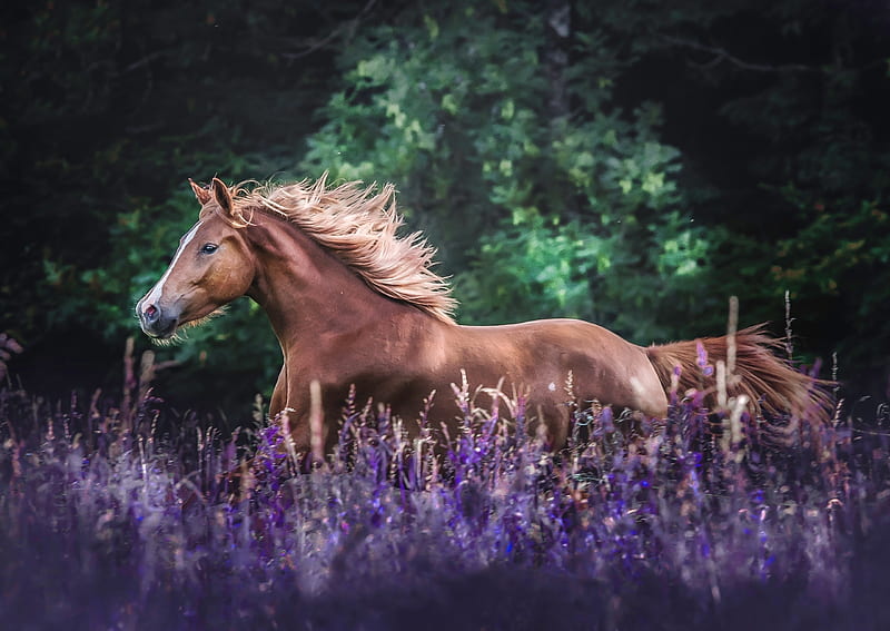 Horse, gallop, animal, meadow, HD wallpaper | Peakpx