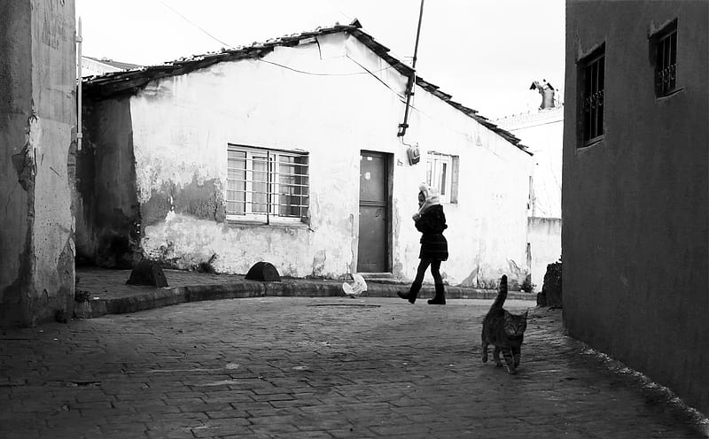 grayscale of man walking with dog on street, HD wallpaper