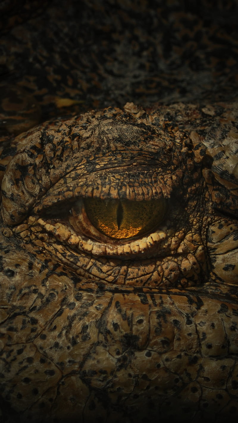 Predator Eye, animal eye, close up, crocodile, crocodile eye, graphy, reptile, HD phone wallpaper