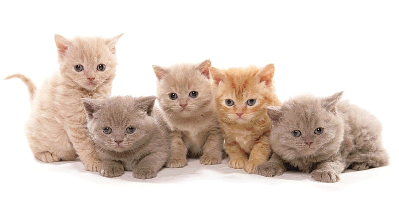 brothers and sisters, brothers, kittens, cats, animals, sisters, HD wallpaper