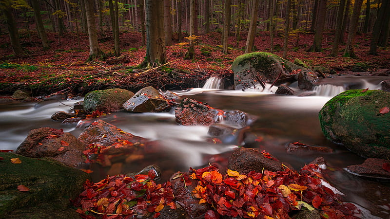 Beautiful Water Stream Between Rocks In Forest Nature, HD wallpaper