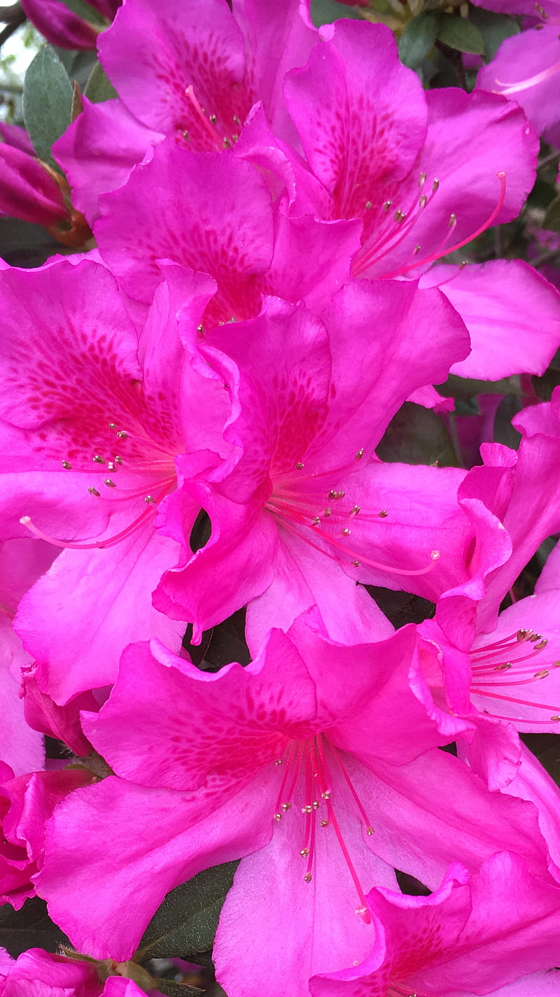 Magenta Azalea, azalea, flower, louisiana, pink, HD phone wallpaper