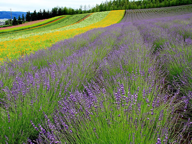 Flower Farm, hills, red, orange, yellow, trees, lavendar, green, colour, blooms, field, HD wallpaper