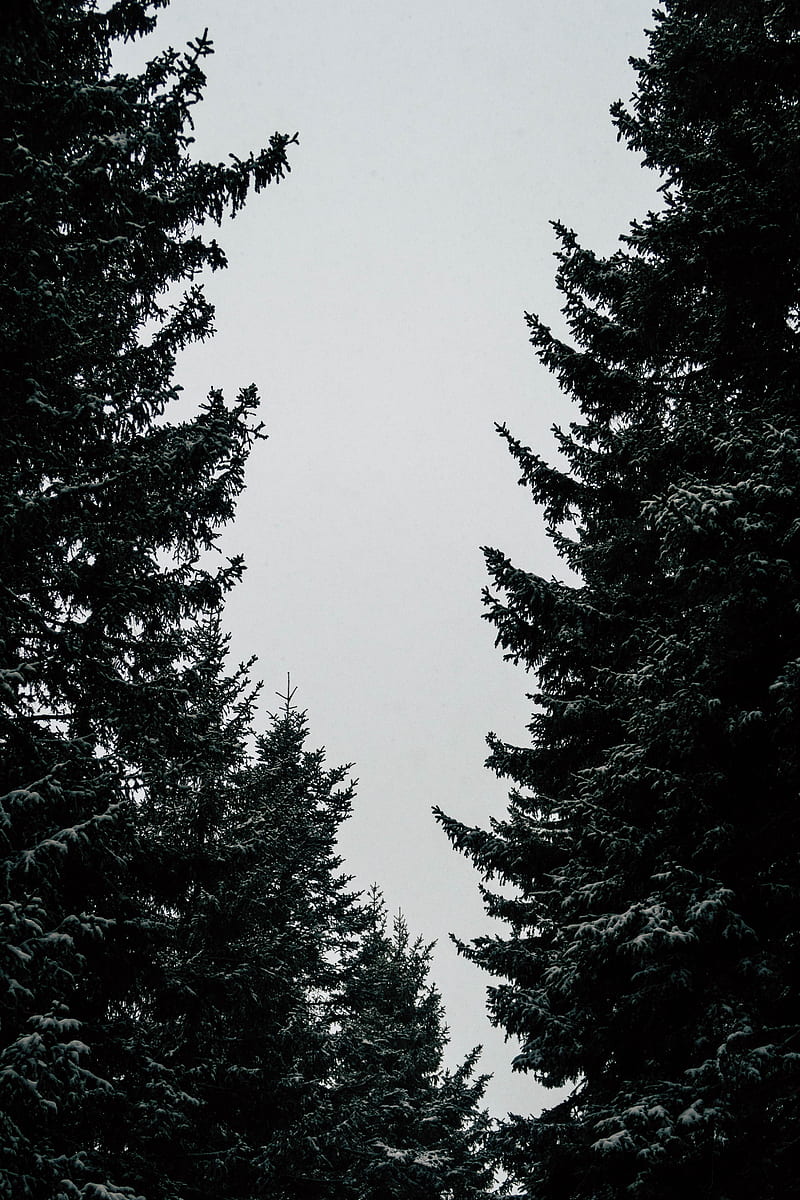 trees, branches, sky, HD phone wallpaper