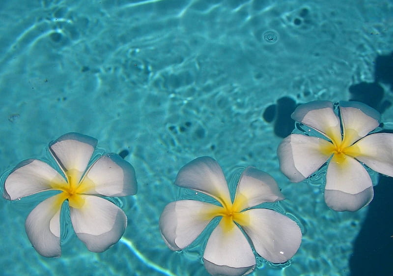 Frangipani Plumeria floating on a swimming pool - Hawaii, float ...