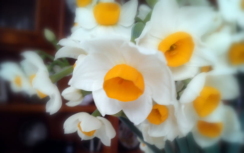 Spring will come again, bouquet, fresh, narcissus, flowers, yellow, spring, white, HD wallpaper