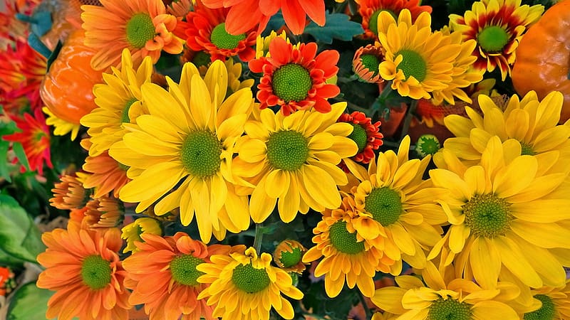 Flowers, Chrysanthemum, Flower, , Yellow Flower, Orange Flower, HD wallpaper