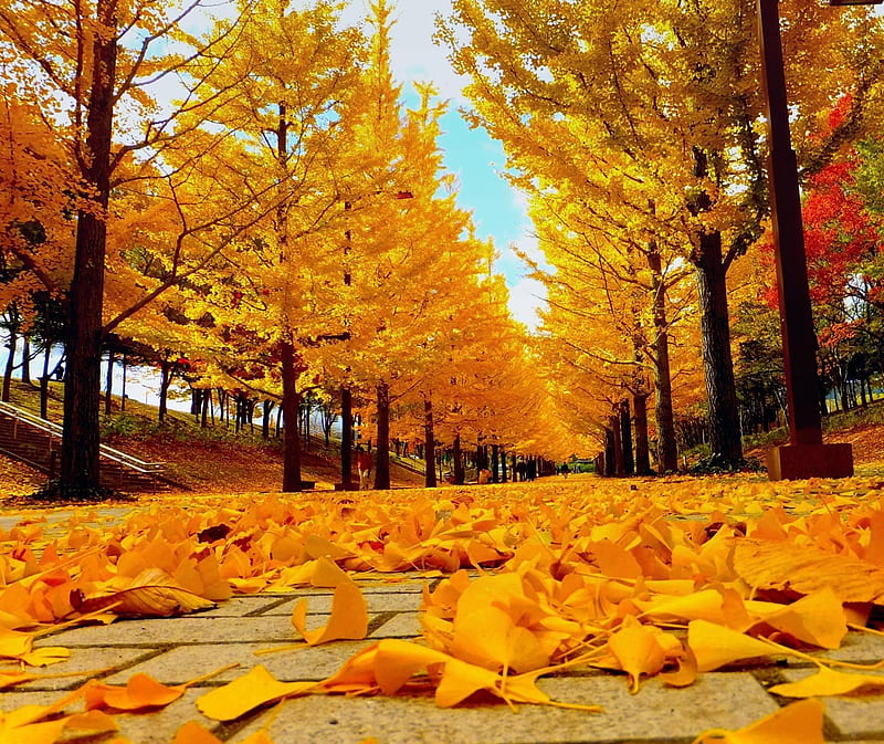 Autumn Avenue, leaf, leaves, tree, trees, HD wallpaper