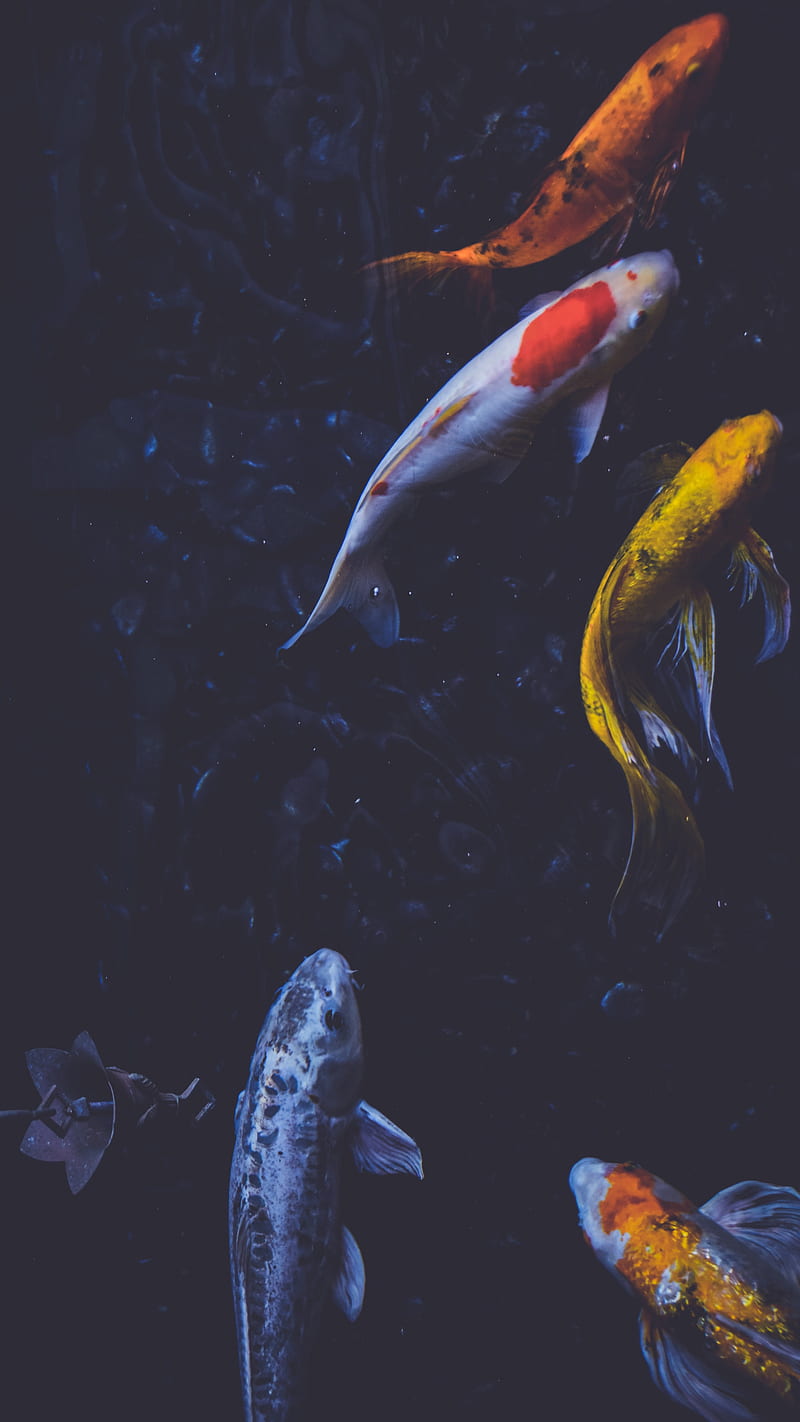 Koi, fish, HD phone wallpaper | Peakpx