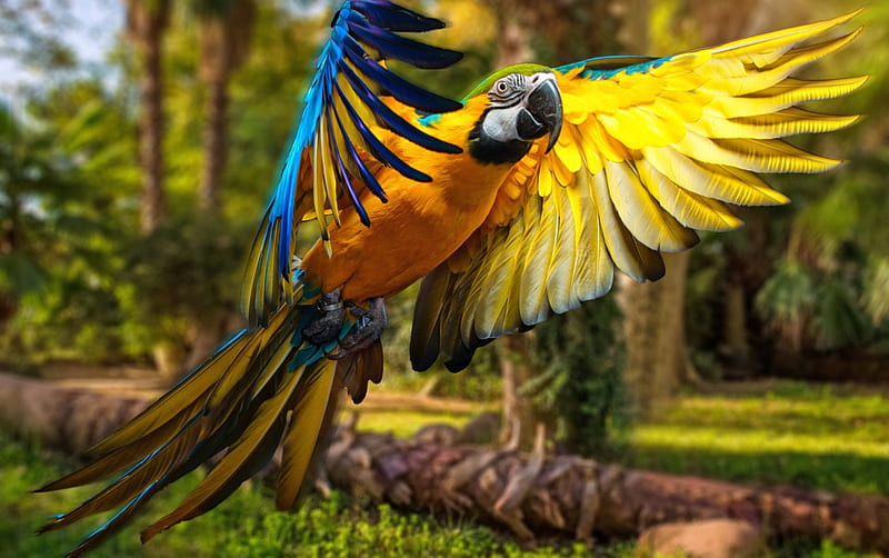 Macaw, wings, yellow, parrot, ara, bird, feather, flying, blue, HD wallpaper