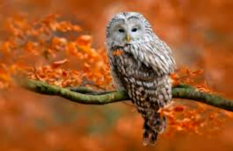 Autumn Barn Owl, Barn, Brown, Owl, Autumn, White, HD wallpaper