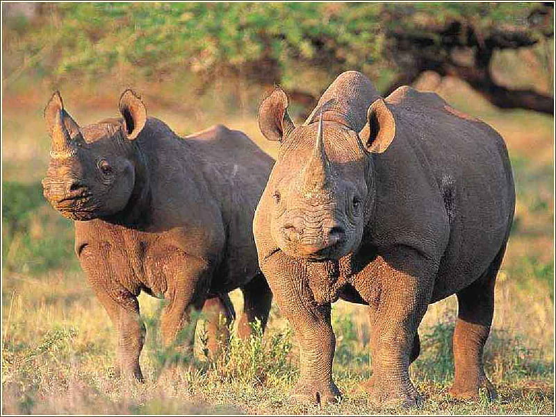 Rhino's, rhino, big, great planes, pointy nose, HD wallpaper