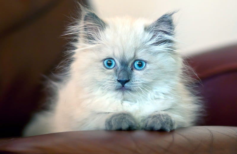 *** Look at those perfect blue eyes ...***, niebieskie, oczy, kot, zwierzeta, ladowe, HD wallpaper