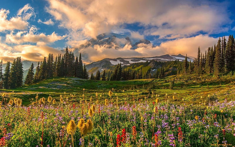 Montain Meadow, flowers, trees, mountains, meadow, HD wallpaper
